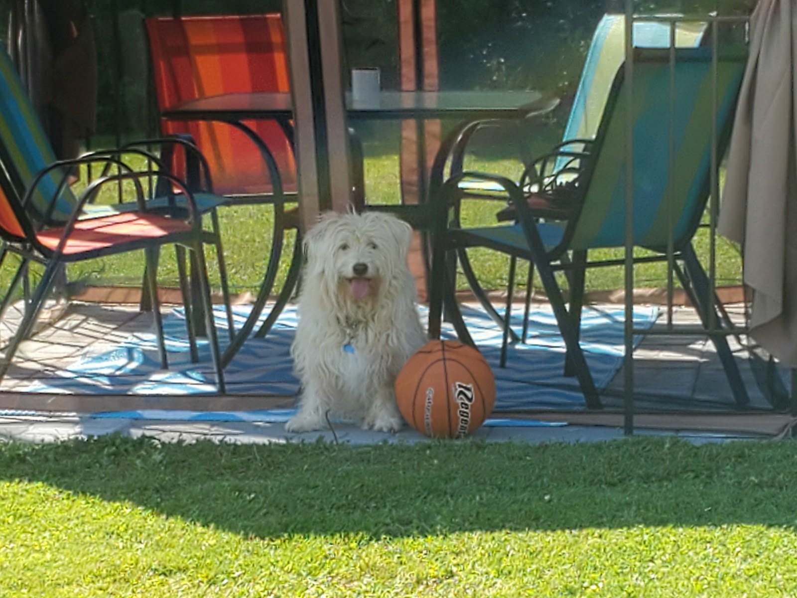 Cooper just wants to play ball, while Rosey stays in the shade!
